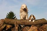 PTIT BASSET GRIFFON V.  067